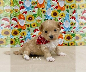 Maltipoo Puppy for sale in WINNSBORO, LA, USA