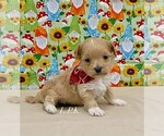 Image preview for Ad Listing. Nickname: Tiny Socks male