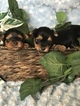 Small Photo #11 Yorkshire Terrier Puppy For Sale in KYLE, TX, USA