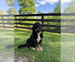 Mother of the Bernedoodle (Miniature) puppies born on 04/18/2026
