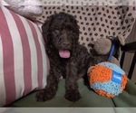 Small Photo #10 Australian Labradoodle Puppy For Sale in W FIELD, NC, USA