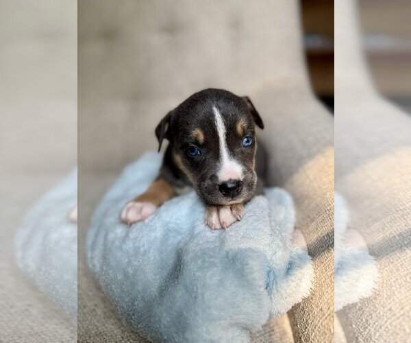 Medium Photo #1 American Staffordshire Terrier-Unknown Mix Puppy For Sale in Holly Springs, NC, USA