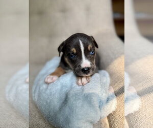 American Staffordshire Terrier-Unknown Mix Dogs for adoption in Holly Springs, NC, USA
