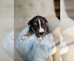 Small American Staffordshire Terrier Mix