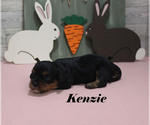 Small #6 Cavalier King Charles Spaniel