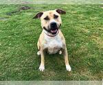 Small #1 American Pit Bull Terrier