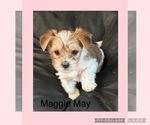Puppy Puppy 1Maggie YorkiePoo