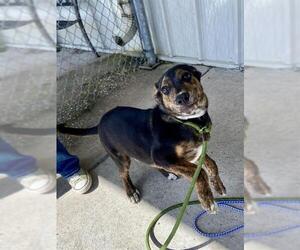 Plott Hound-Unknown Mix Dogs for adoption in Conroe, TX, USA