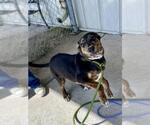 Small Plott Hound Mix