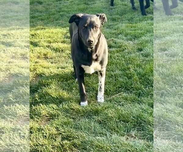 Medium Photo #14 Mutt Puppy For Sale in Sandy, UT, USA