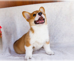 Small #5 Pembroke Welsh Corgi
