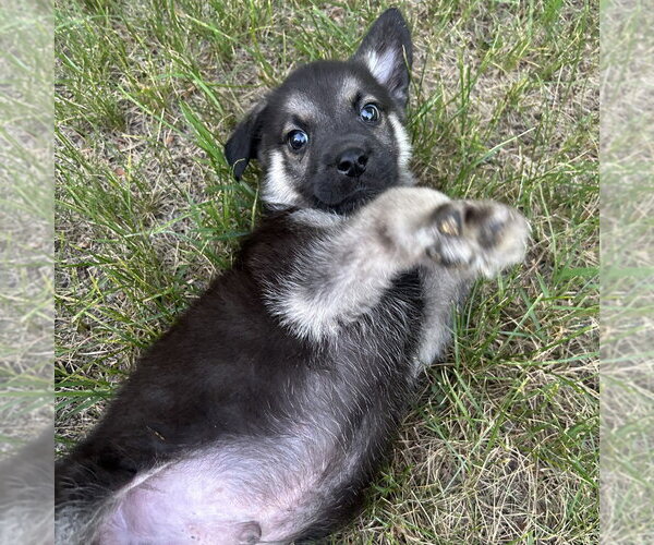 Medium Photo #1 German Shepherd Dog-Unknown Mix Puppy For Sale in Minneapolis, MN, USA