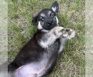 German Shepherd Dog-Unknown Mix Dogs for adoption in Minneapolis, MN, USA