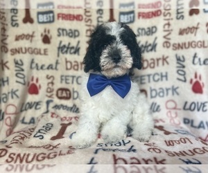 Cavapoo Puppy for sale in LAKELAND, FL, USA
