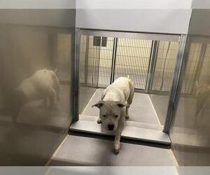 Mutt Dogs for adoption in Modesto, CA, USA