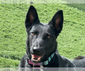 Mutt Dogs for adoption in Cookeville, TN, USA