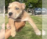 Small Photo #47 American Bully Puppy For Sale in LAKE STATION, IN, USA