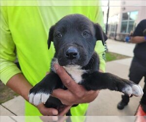 Chinese Shar-Pei Dogs for adoption in San Antonio, TX, USA