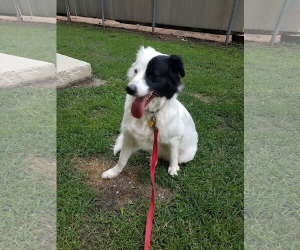 Medium Photo #15 Great Pyrenees-Unknown Mix Puppy For Sale in Houston, TX, USA