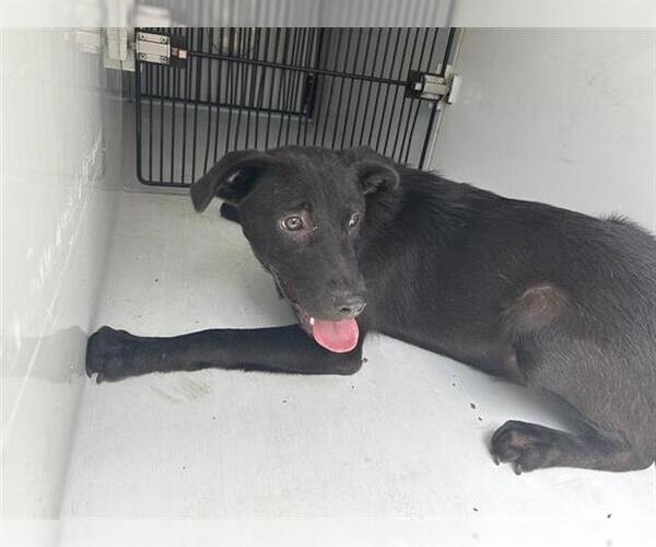 Medium Photo #1 Labrador Retriever-Unknown Mix Puppy For Sale in Houston, TX, USA