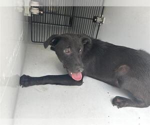 Labrador Retriever-Unknown Mix Dogs for adoption in Houston, TX, USA