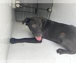 Small Labrador Retriever Mix