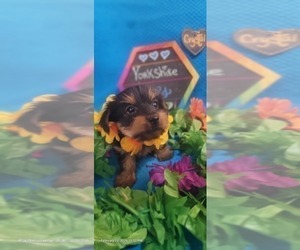 Medium Yorkshire Terrier