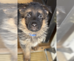 Medium German Shepherd Dog