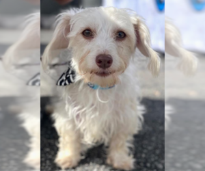 Dash in RI - Male Maltese-Unknown Mix Dog for Adoption - Photo #2