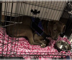 Millicent aka Millie - Female American Pit Bull Terrier-Labrador Retriever Mix Dog for Adoption - Photo #19