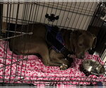 Small #18 American Pit Bull Terrier-Labrador Retriever Mix