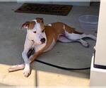 Small Photo #9 Boxer-Unknown Mix Puppy For Sale in FUQUAY VARINA, NC, USA
