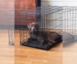 Small Labrador Retriever