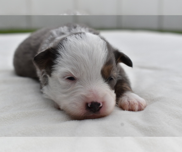 Medium Photo #2 Miniature Australian Shepherd Puppy For Sale in PALM COAST, FL, USA