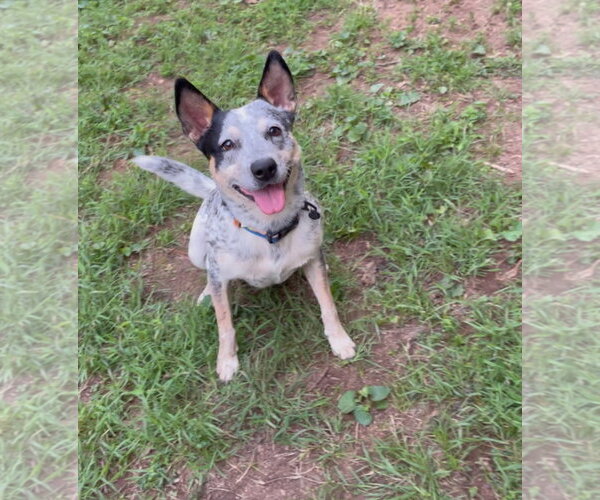 Medium Photo #1 Mutt Puppy For Sale in Garden City, NY, USA