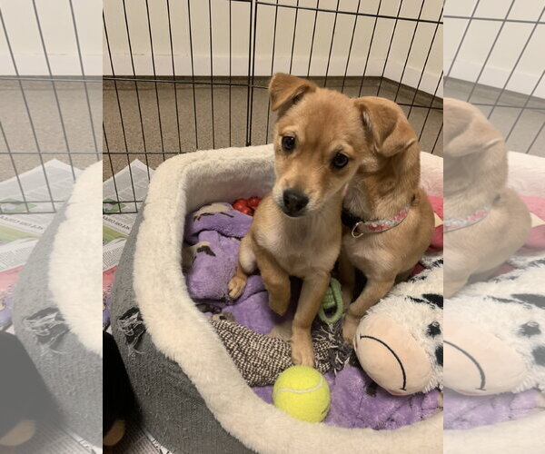 Medium Photo #2 Chihuahua-Unknown Mix Puppy For Sale in Sanford, FL, USA