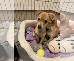 Small #1 Chihuahua Mix