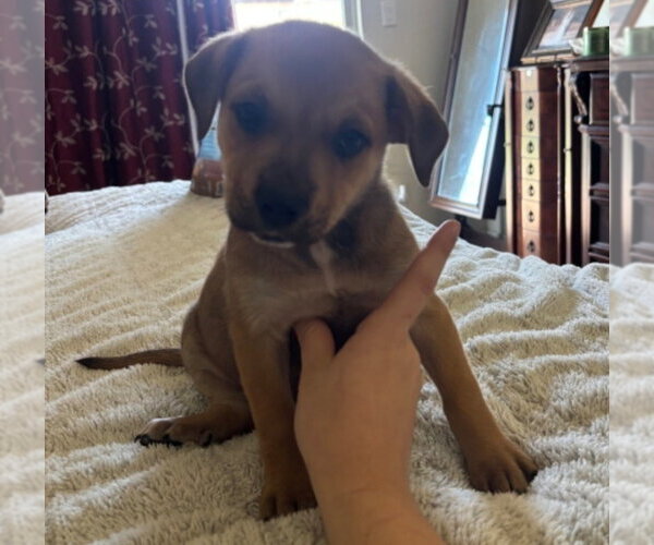Medium Photo #1 Rottweiler-Unknown Mix Puppy For Sale in Lakewood, CO, USA