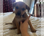 Small Rottweiler Mix