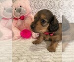 Puppy 1 Dachshund