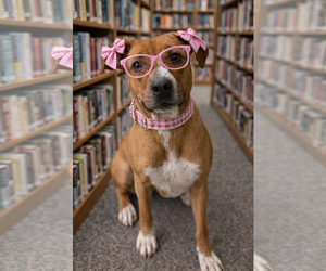 Mutt Dog for Adoption in Mt. Laurel, New Jersey USA