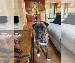 Boxer-Unknown Mix Dogs for adoption in Woodbury, NY, USA