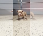 Small Photo #5 American Pit Bull Terrier Puppy For Sale in STKN, CA, USA