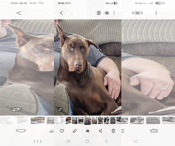 Medium Photo #10 Doberman Pinscher Puppy For Sale in Buffalo, MN, USA