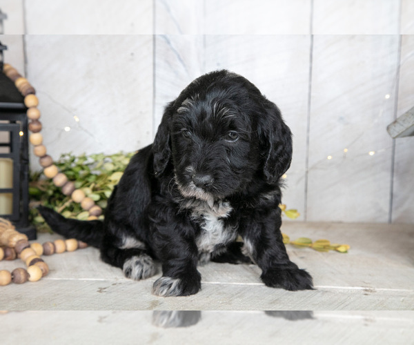Medium Photo #2 Miniature Labradoodle Puppy For Sale in SUGARCREEK, OH, USA