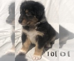 Small Photo #32 Australian Shepherd Puppy For Sale in SUNNYVALE, CA, USA