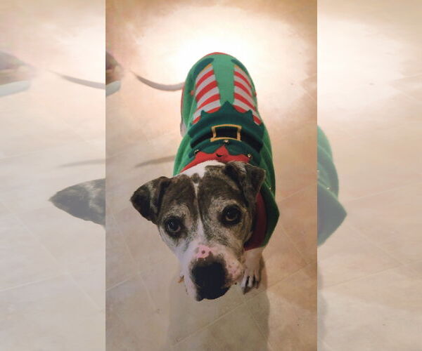 Medium Photo #8 American Pit Bull Terrier-Unknown Mix Puppy For Sale in Spotsylvania, VA, USA