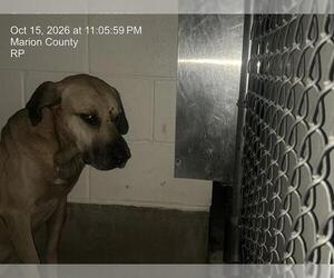 Black Mouth Cur-Unknown Mix Dogs for adoption in Ocala, FL, USA