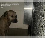 A392208 - Male Black Mouth Cur-Unknown Mix Dog for Adoption - Small photo