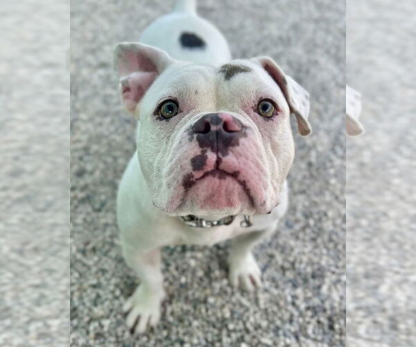 Medium Photo #2 American Bulldog-Unknown Mix Puppy For Sale in Jefferson, WI, USA